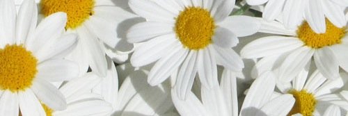 sammmmccracken's profile banner image