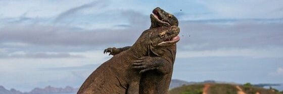 Greenbean the Savage banner