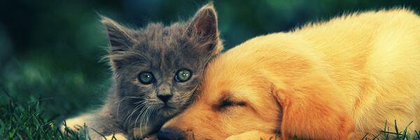 黒猫のカッチェ banner