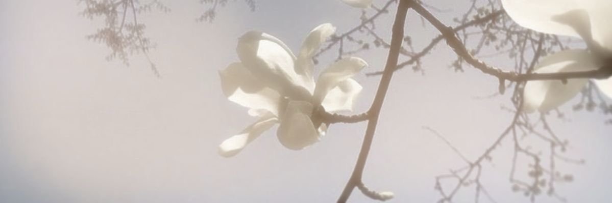 napgrl's profile banner image