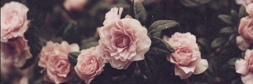 ShawSushi's profile banner image