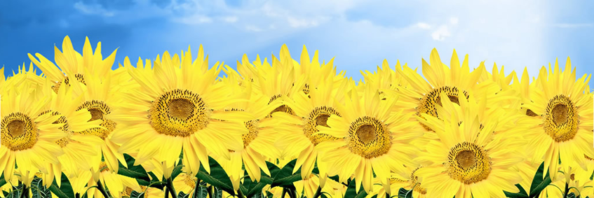 FawnNSweet's profile banner image