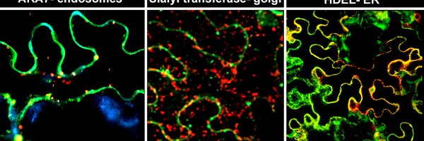 MayaPifff Profile Banner