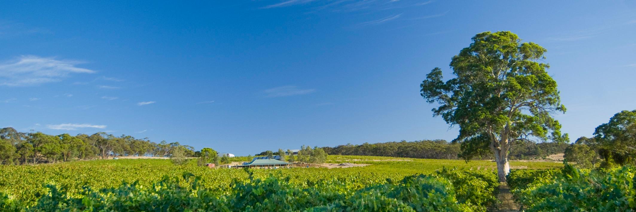 Willunga 100 Wines banner