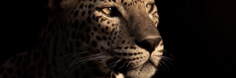 razzpii's profile banner image