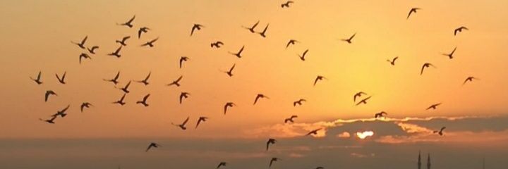 suruclu6323's profile banner image