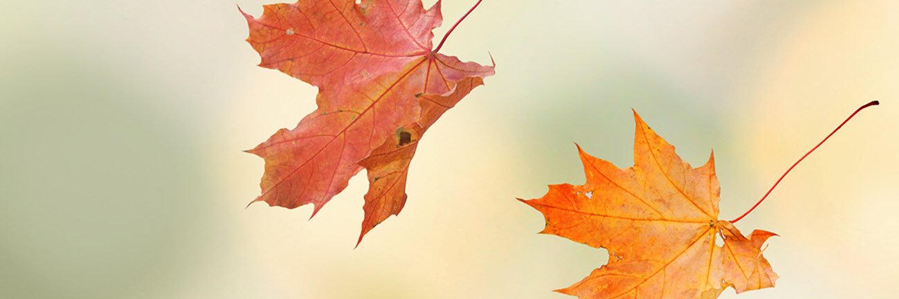 miajoe's profile banner image