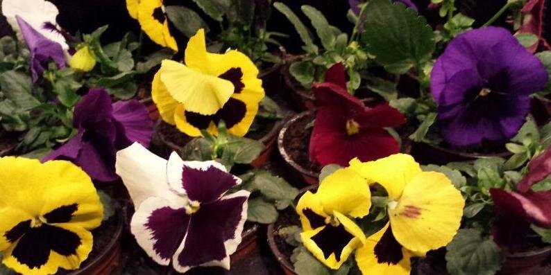 Pavilion Flowers banner