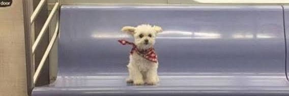 Irma Garnesia banner