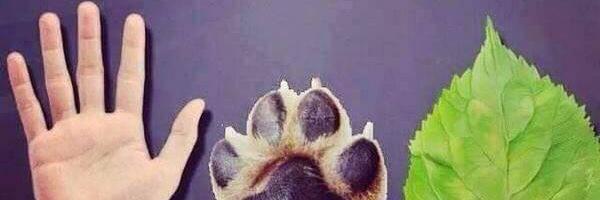 SahipsizCanlar's profile banner image