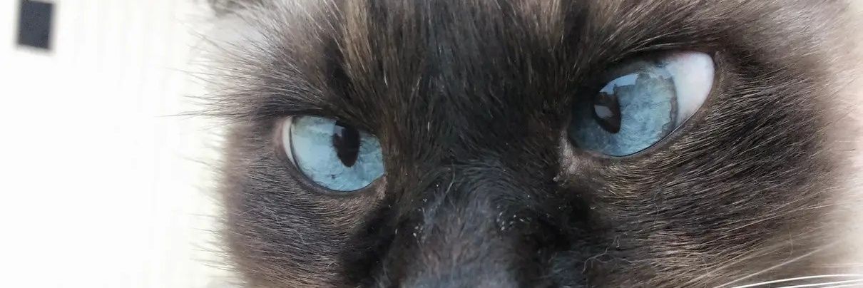 𝐉𝐞𝐬𝐬𝐲★ banner