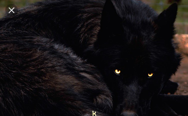LocdInWolf's profile banner image