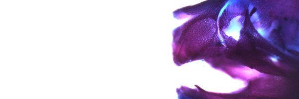 jimmy_k_hu Profile Banner