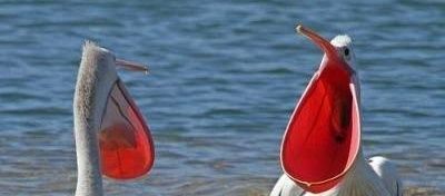 わいと夫人 banner