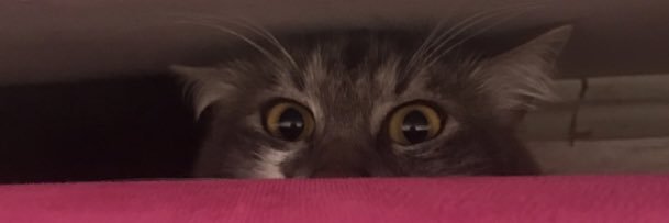 yarg_the's profile banner image