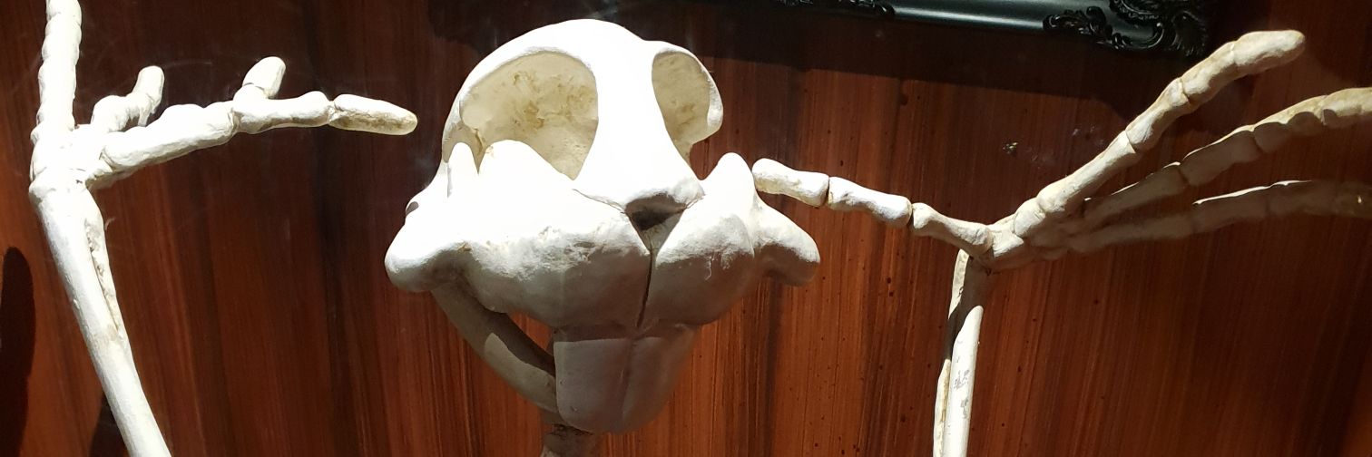 Reedicoulus banner