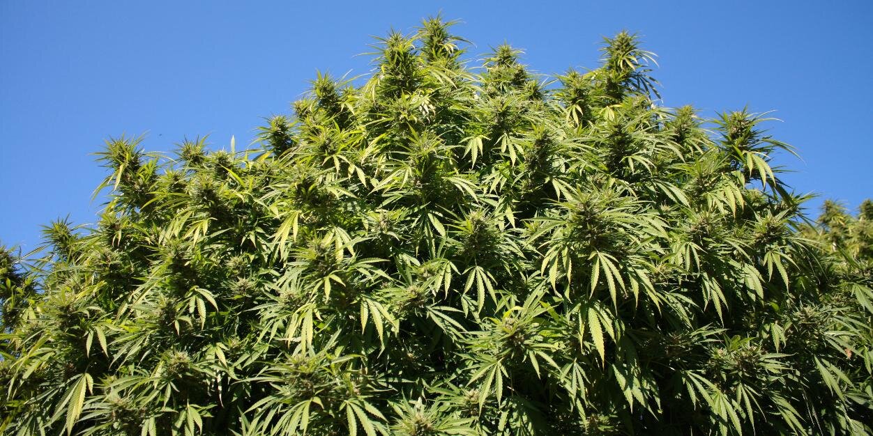 cannaglobal's profile banner image