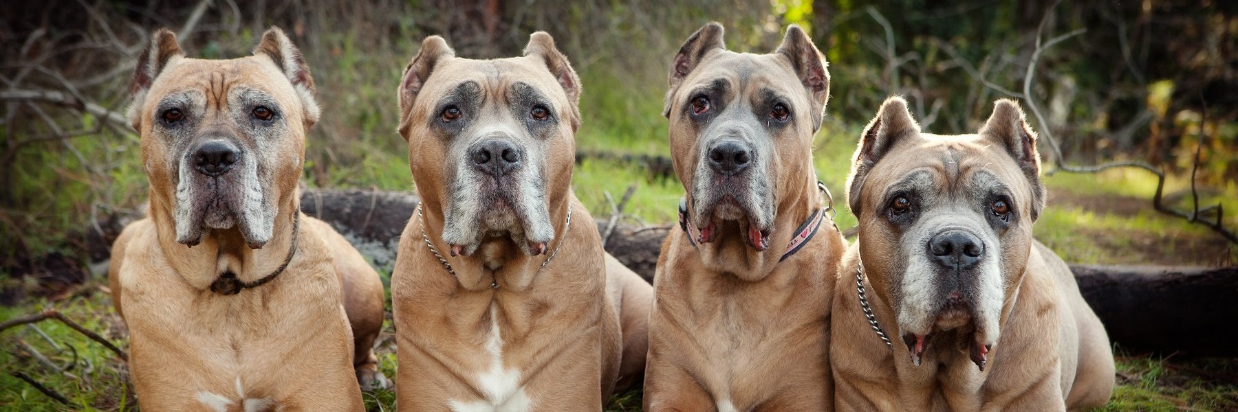 Cane Corso banner