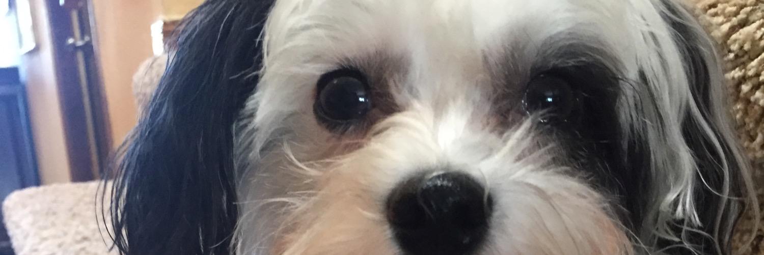 Winniethedogee's profile banner image