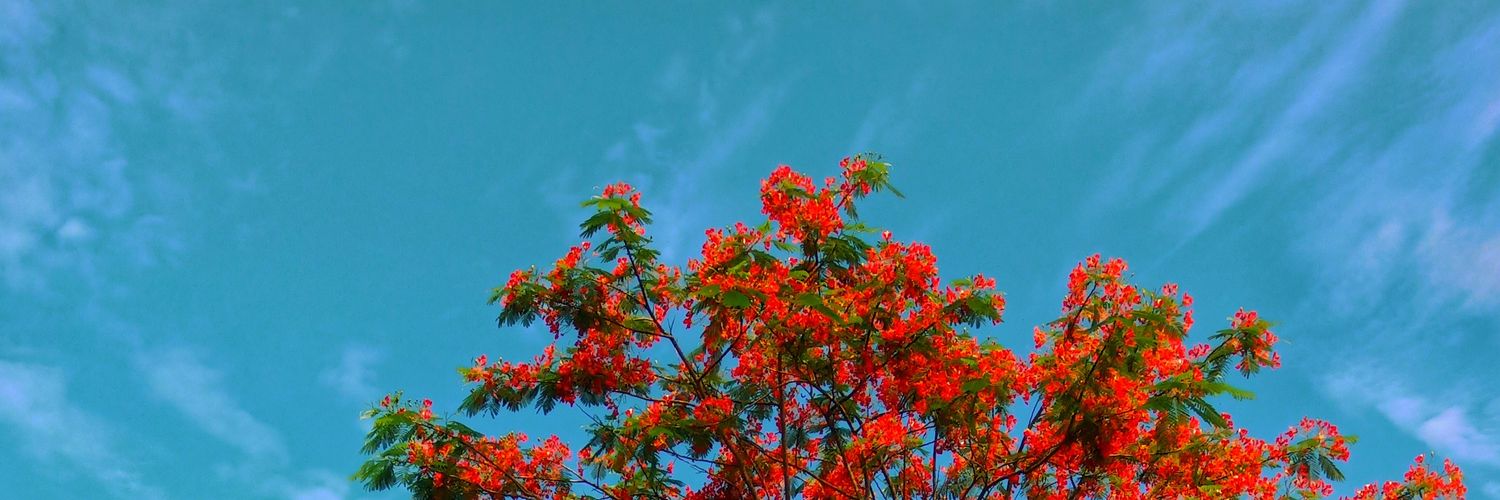 alveeolus's profile banner image