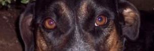 Janita banner