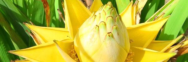 BananaLotus's profile banner image