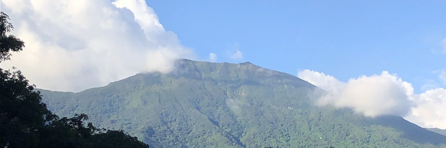 Cattleya_Soy banner