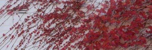 Janet Bolitho banner