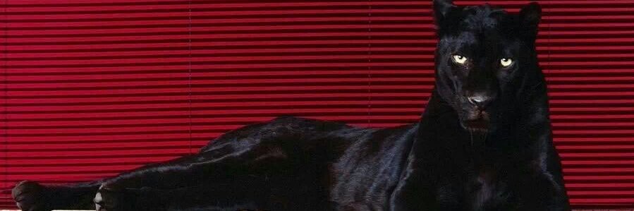 _glili's profile banner image