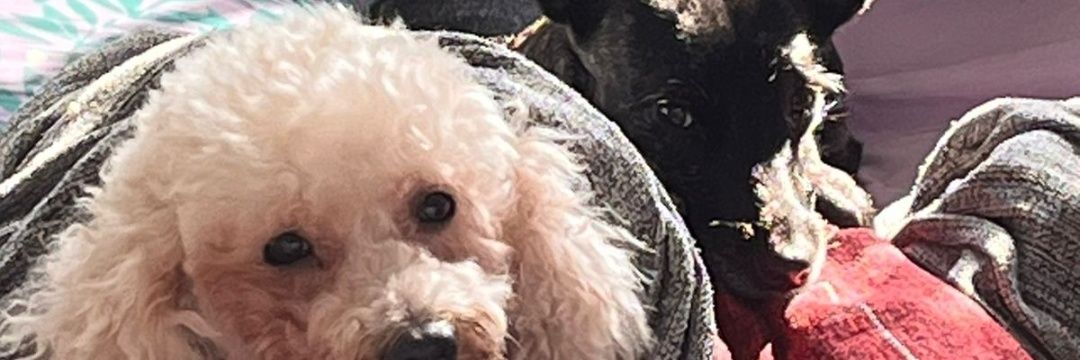 dudamlr's profile banner image