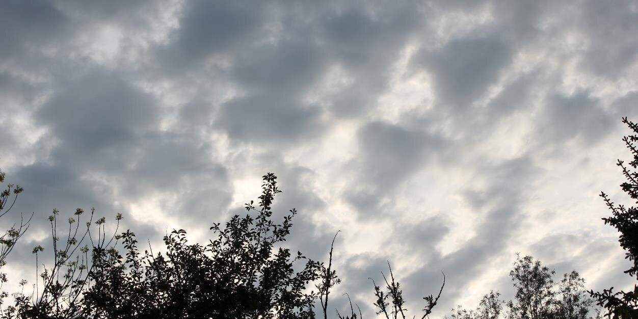 Rabid Apricot banner