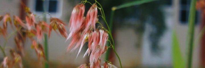 Susannchh's profile banner image
