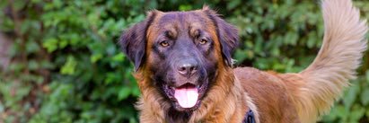 SummitDogRescue's profile banner image