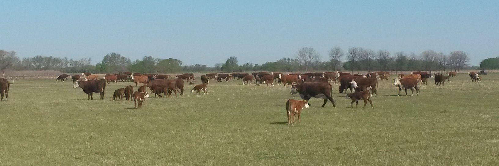 Heather Manns banner