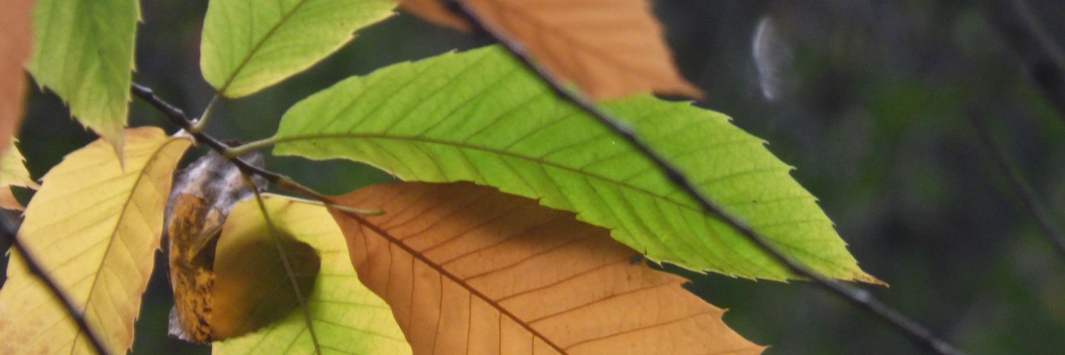 fcoariasc's profile banner image