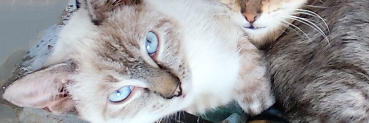 ClMonicasantos's profile banner image