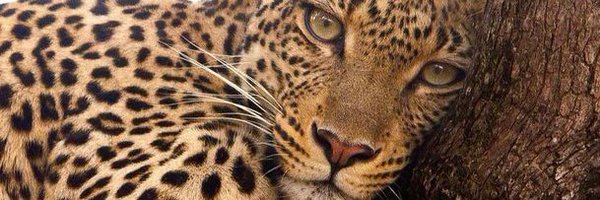 sunflo0owerz Profile Banner