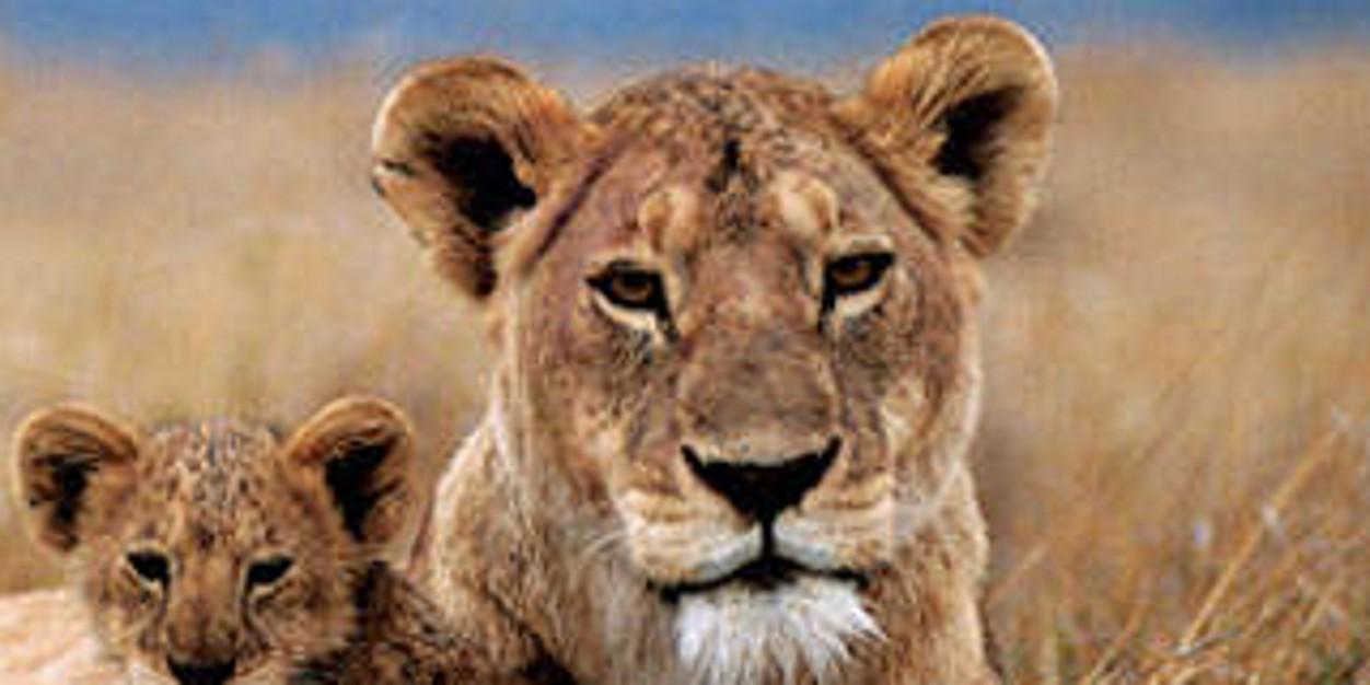 KenMusali's profile banner image