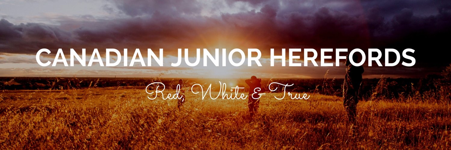 CanJrHerefords's profile banner image