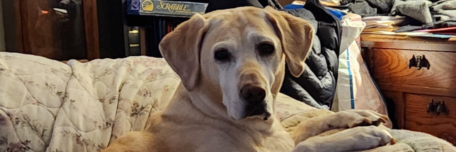 Cheryl🦋🌻🧚‍♀️#Resist No DM'S banner