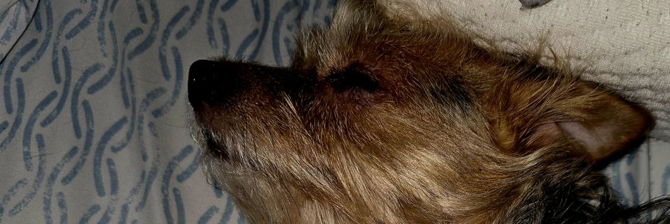 Cindy Lou Who v2.0 banner