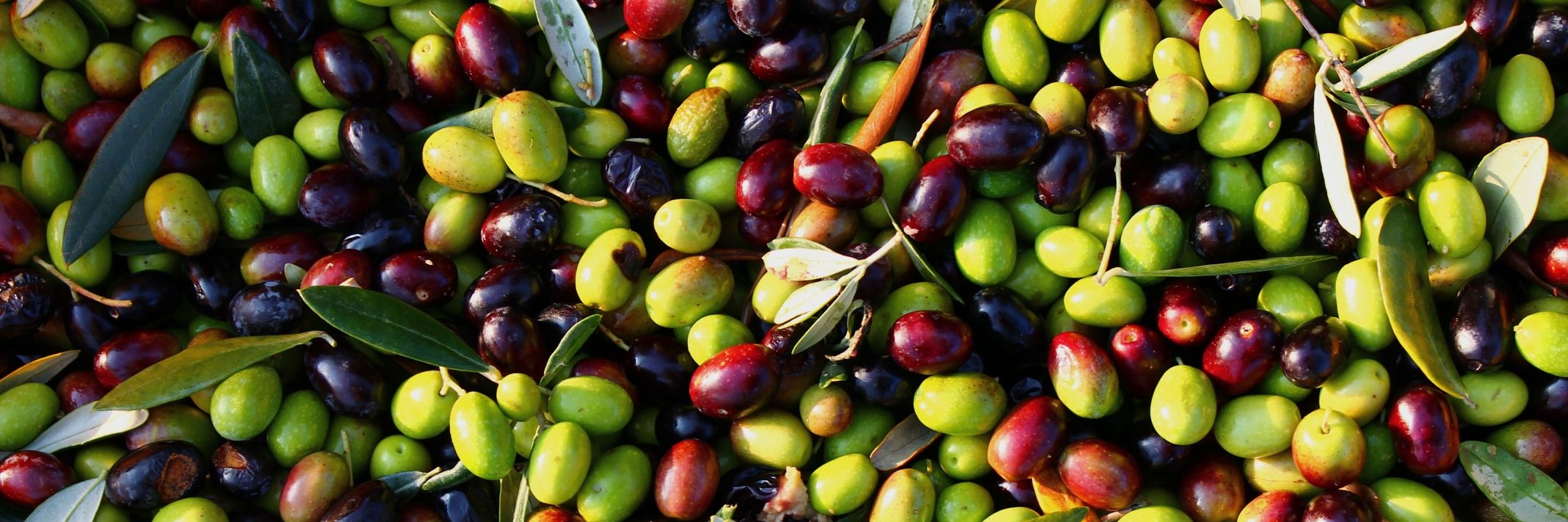 Greenleaf Olive Co. banner