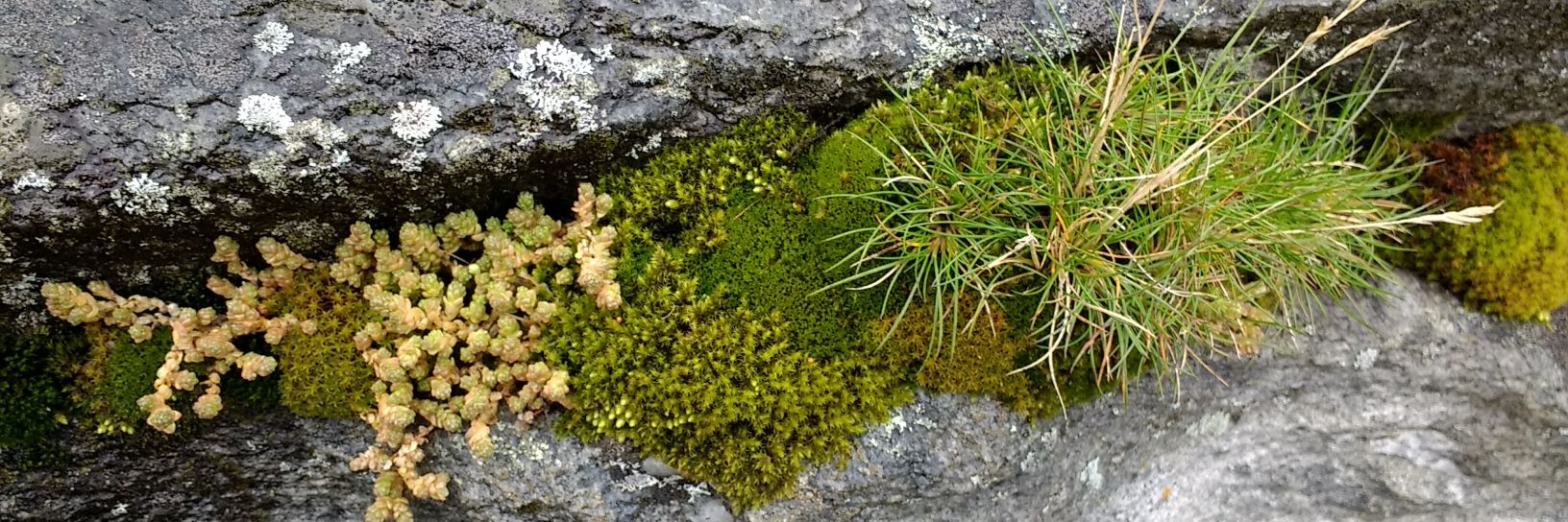 Dr Abi Hackett banner