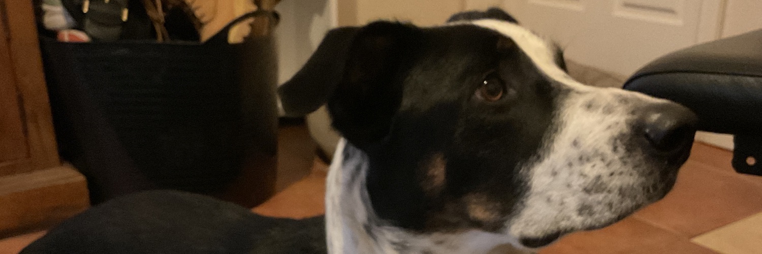 Cheese on Toast banner