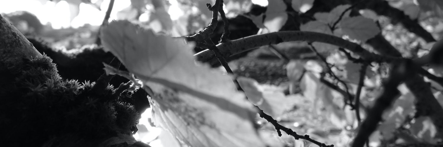 howiesgraphics's profile banner image