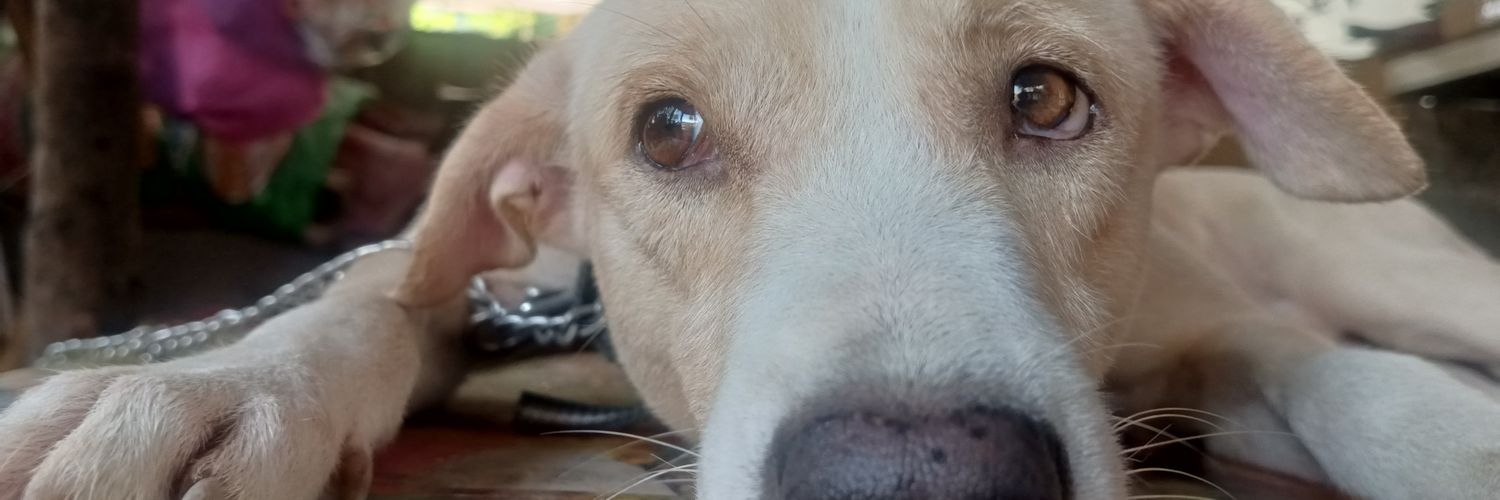 MaeAnoel's profile banner image