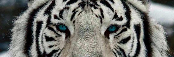 oseitutu22's profile banner image