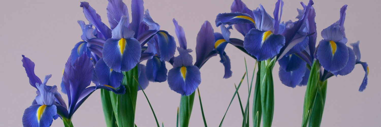 𝓙𝓪𝓷𝓮 banner
