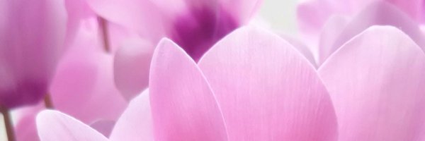 springworld003 Profile Banner