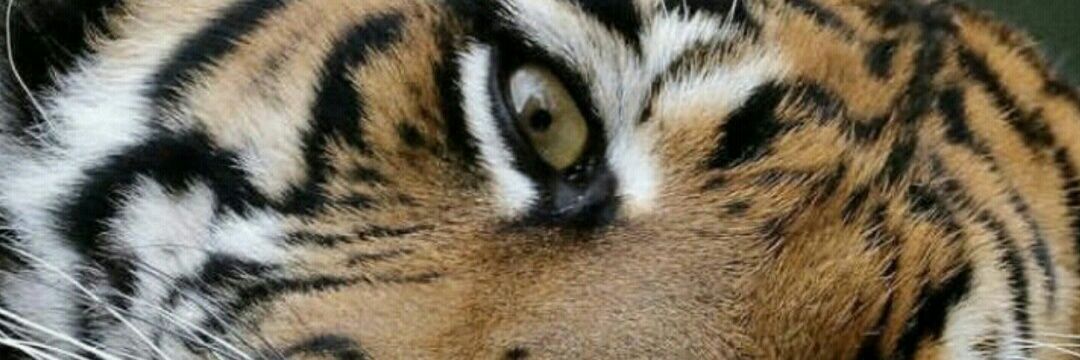 wangsa28's profile banner image